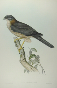 John Gould Birds of Australia